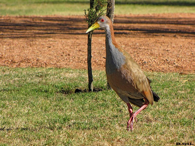 GALLINETA GRANDE (Aramides ypecaha) - Laguna Del Diario- MALDONADO (Enero 2009)